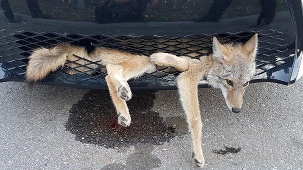 A coyote stuck in the front grill of a car