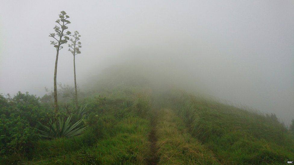 Grassland shrouded in fog