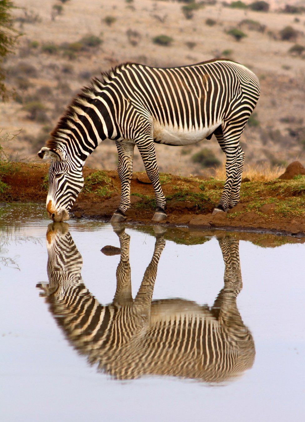 Zebra and its reflection in water