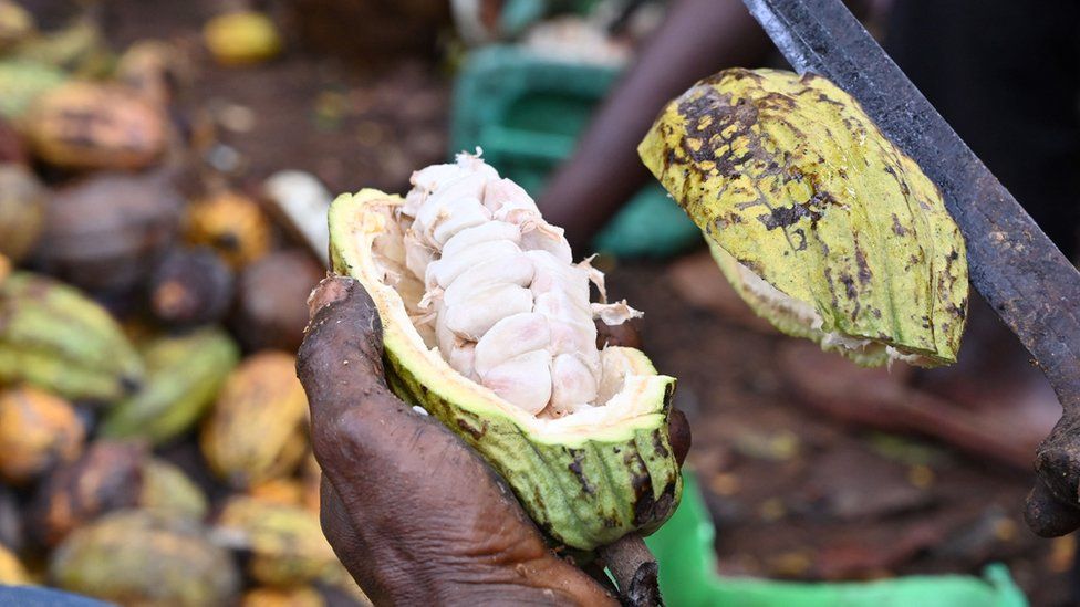 An Ivorian cocoa farmer breaks organic cocoa pods in the plantation in M'brimbo, a village in central Ivory Coast village near Tiassale, on April 19, 2021