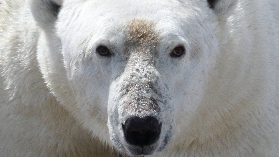 Face of a polar bear