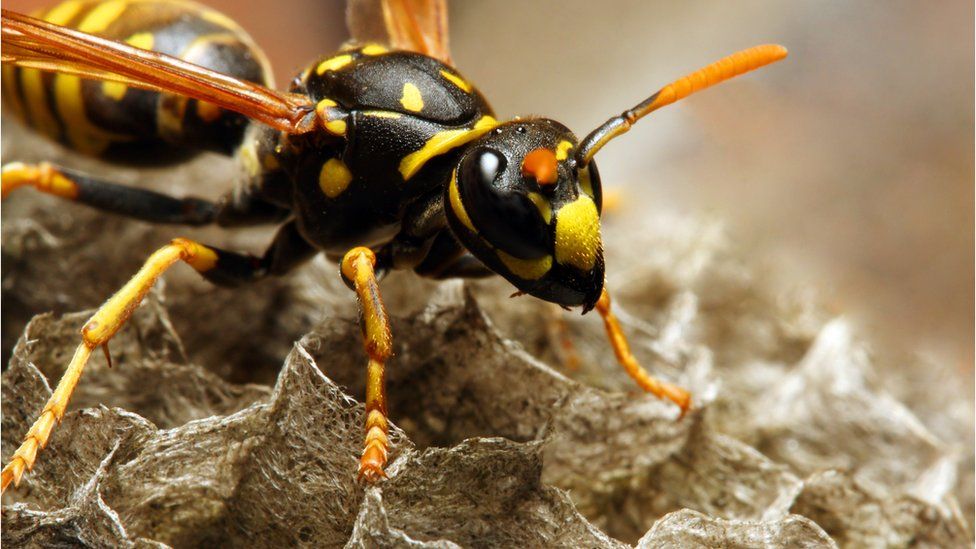 Wasp