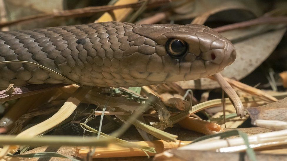 Wildlife Snakes starving because there aren't as many frogs for them