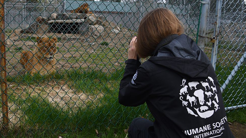 An animal protection officer outside a lion enclosure
