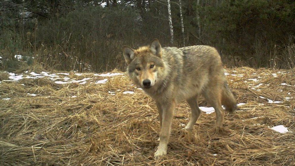 Волк в Чернобыльской зоне отчуждения