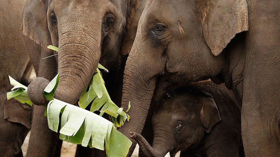 Elephants eating leaves at Taronga Zoo