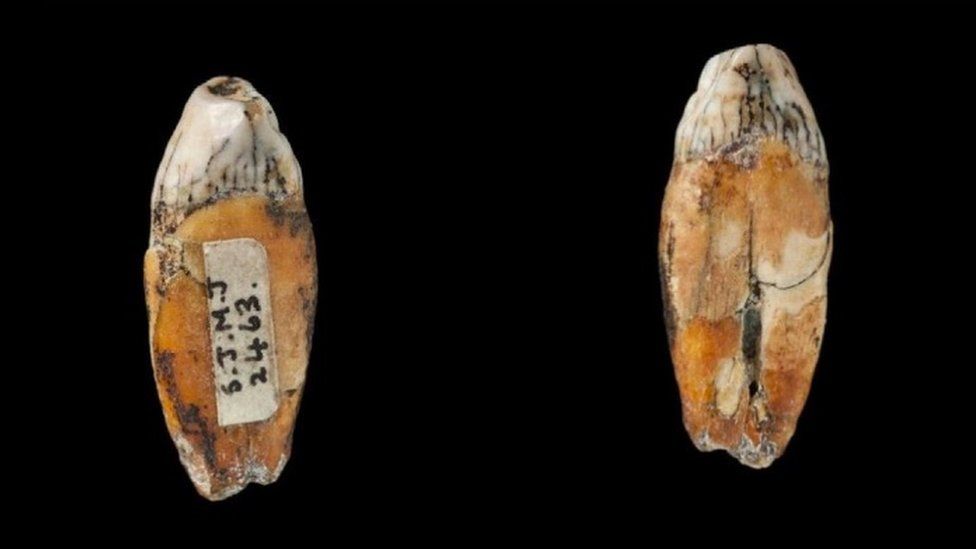Зубы неандертальца