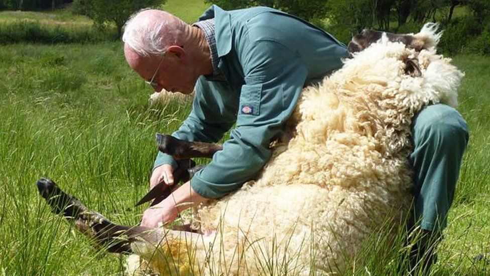 Alan Beat shears one of his sheep.