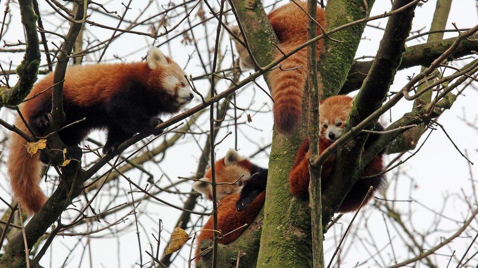 Family of four red pandas at Belfast Zoo