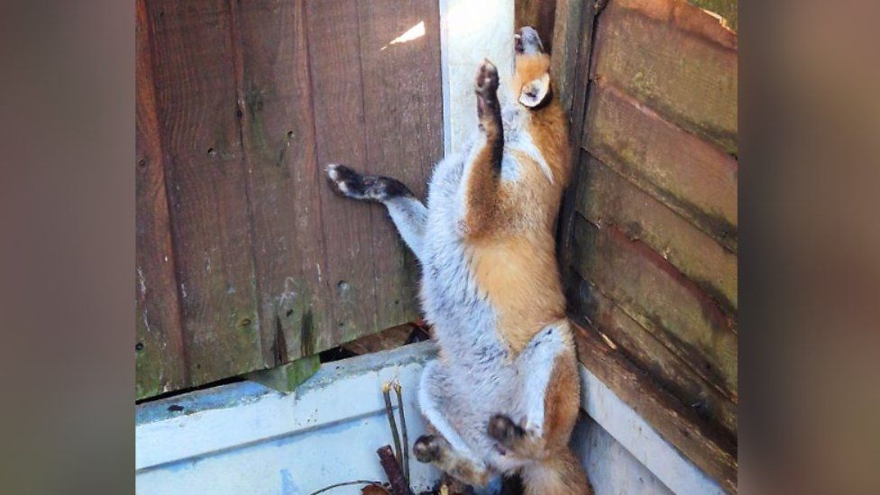 Fox stuck in a fence