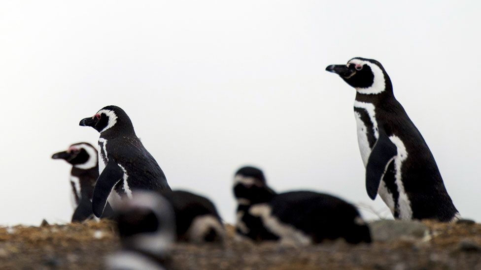 Magellanic penguins (Chile)