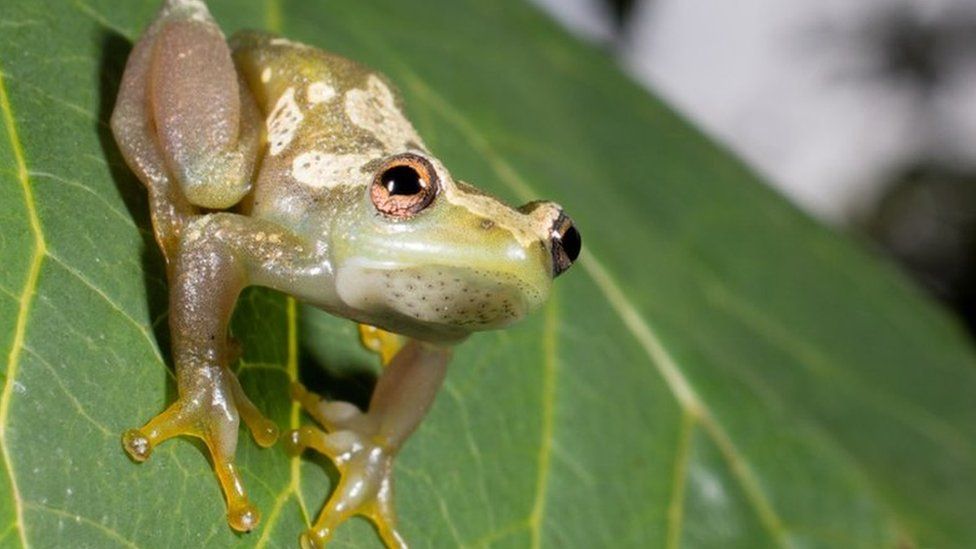 frog-on-leaf