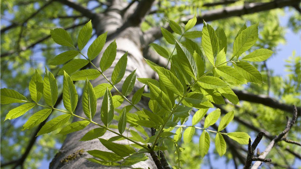 Ash trees are under threat from disease