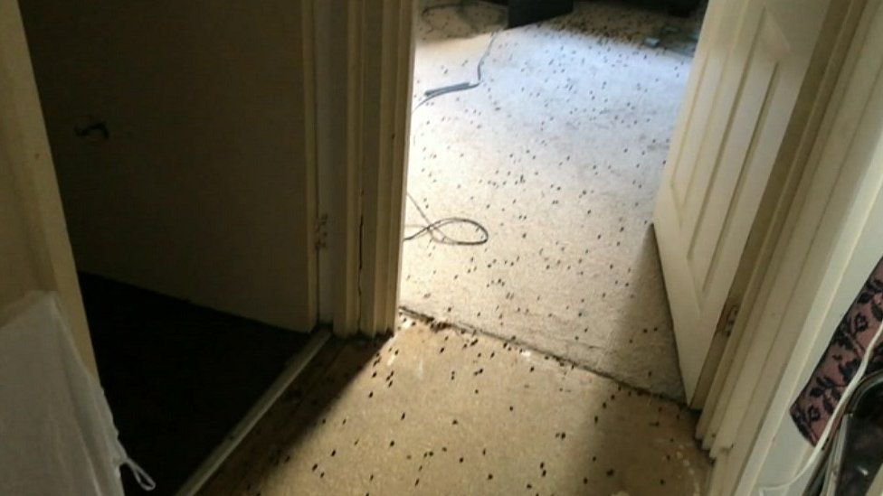 Leeds Flat left Fly infested After Neighbour Death BBC News housefly-life-cycle-diagram
