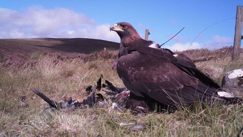 Golden Eagle Chicks Released To Boost South Of Scotland