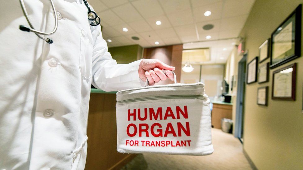 A doctor taking or delivering a bag containing a human organ for transplant