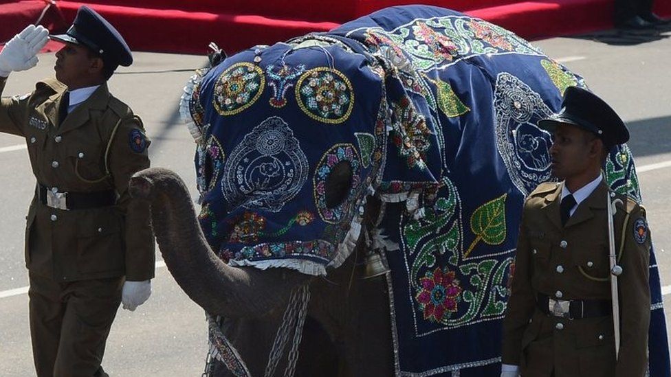 An elephant dressed in coloured fabric marches on Sri Lanka's independence day