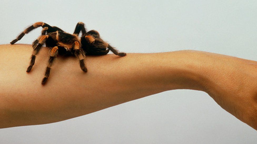 Spider Phobia Brain Processes Unconscious Fear Bbc News 2470
