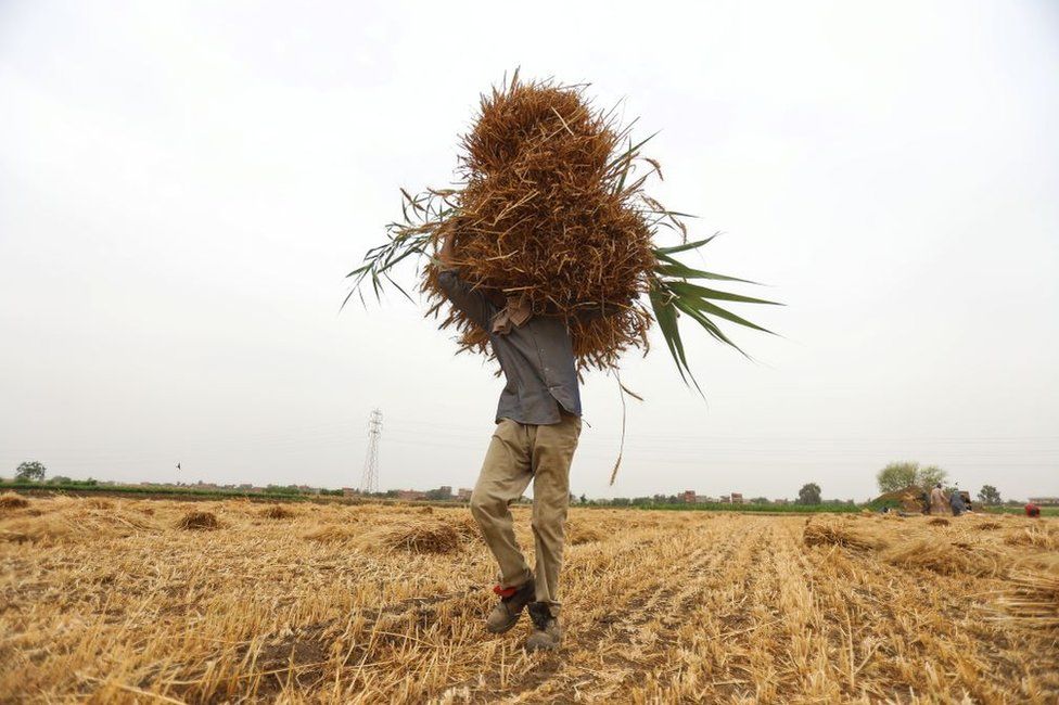 Farmers harvest wheat to increase local wheat production in order to fill the wheat shortage in the country in Al Minufiyah, one of the important grain production centers of Egypt on May 14, 2022