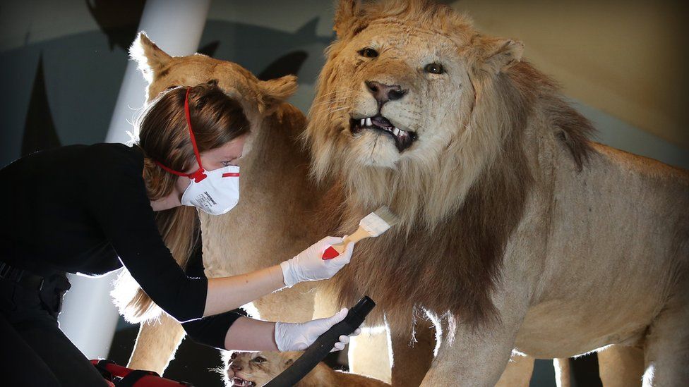 Maddy Moore, Collections Care Technician, National Museums Scotland hoovers lions at the National Museum of Scotland.