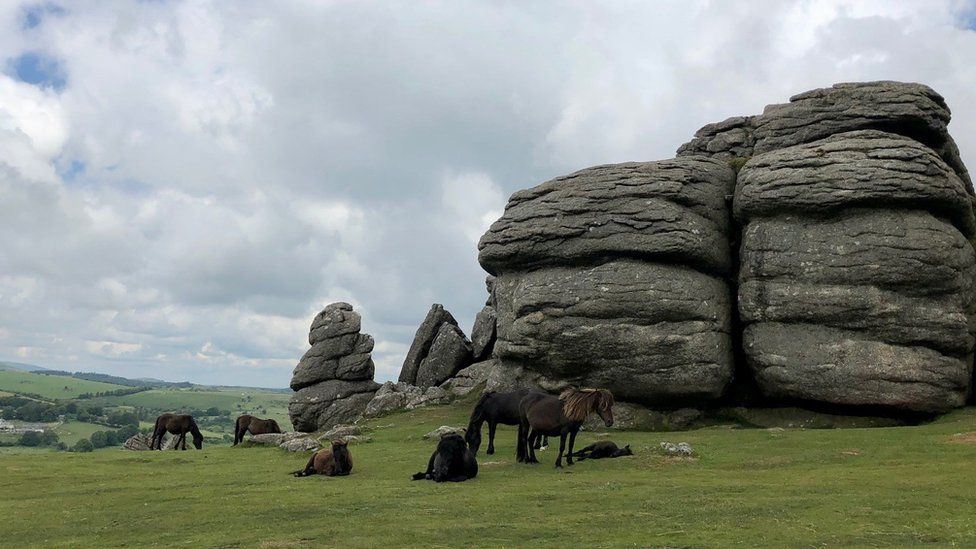 Wild ponies on Dartmoor