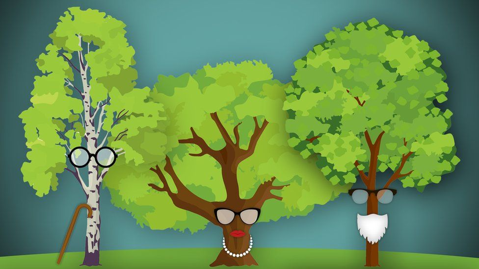 illustration shows three elderly trees in a row wearing glasses