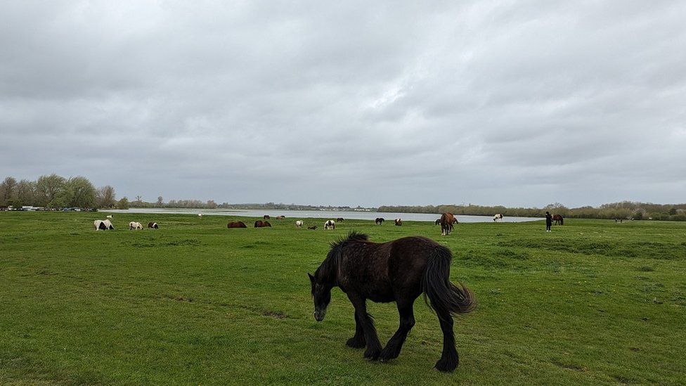 TUESDAY - Port Meadow