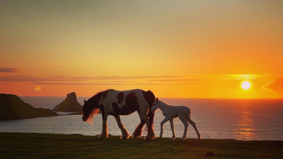 A mare leads her young foal along the cliff top at Rhossili at sunset