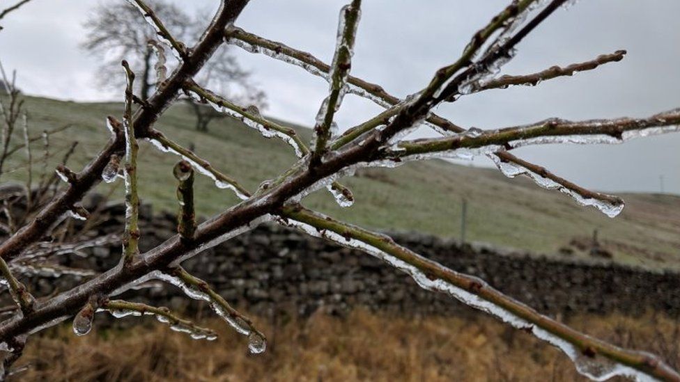 Freezing rain leaving a layer of ice on a branch near Settle in North Yorkshire