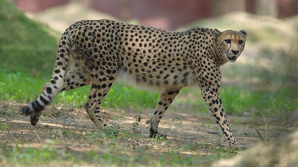 Madhya Pradesh: India prepares to welcome 12 African cheetahs - BBC News