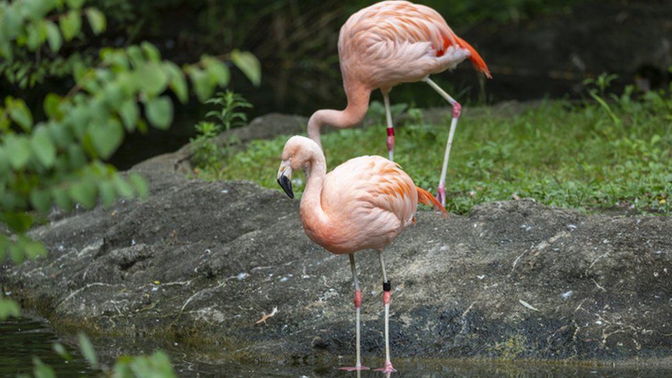 Two flamingos by water