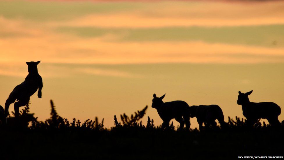 Lambs silhouetted in sunset