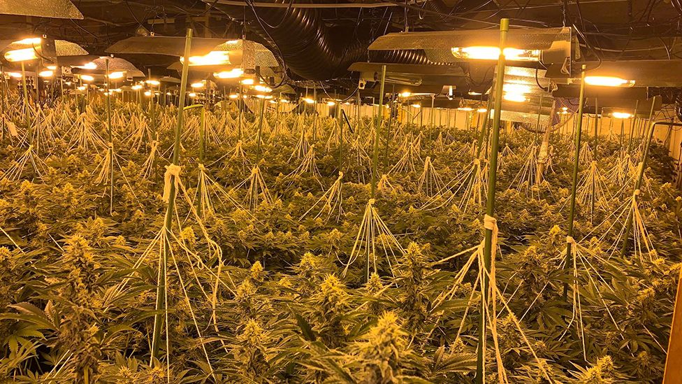 Wombwell £1m cannabis factory found by police BBC News