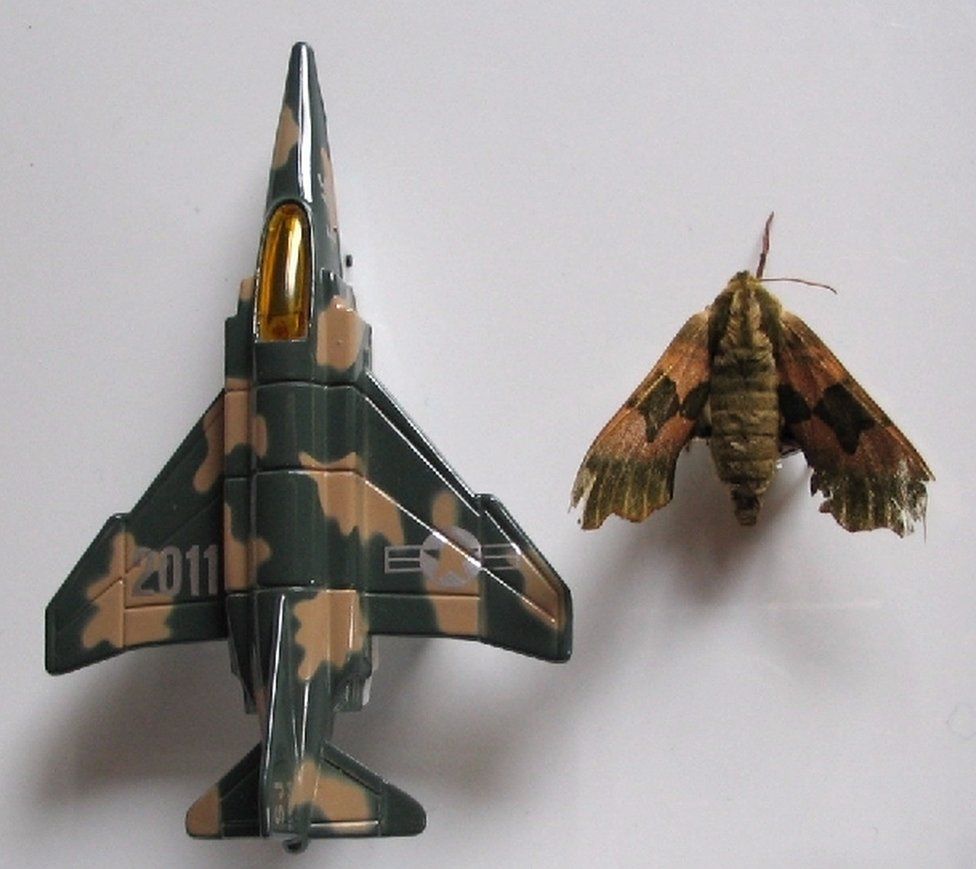 A moth is pictured alongside a model jet that looks similar