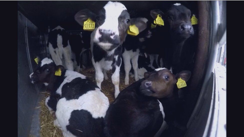 Calves in a truck