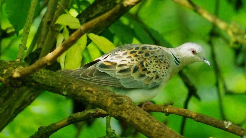 A turtle dove in a hedge