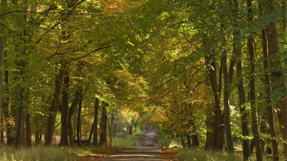 An avenue of trees in Savernake Forest