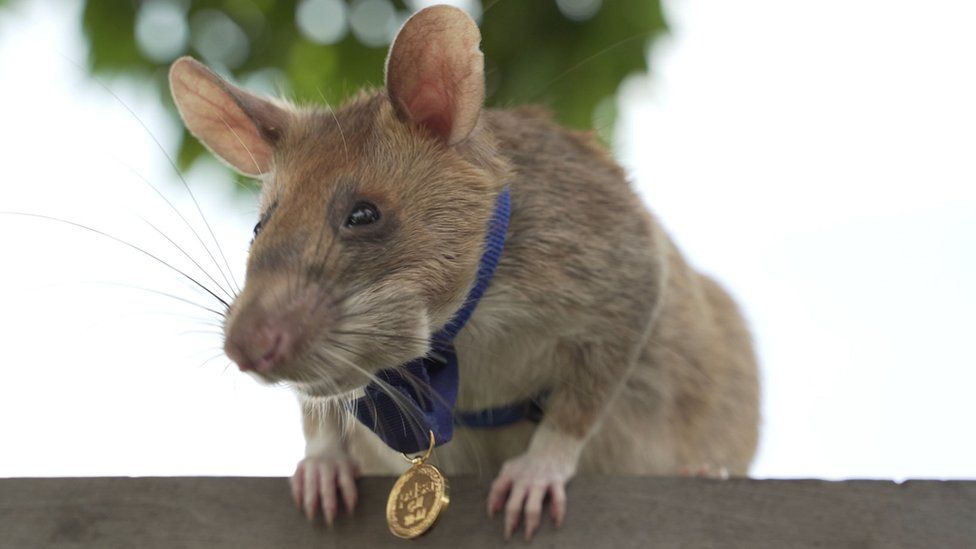 Magawa, the landmine-sniffing hero rat, dies aged eight - BBC News