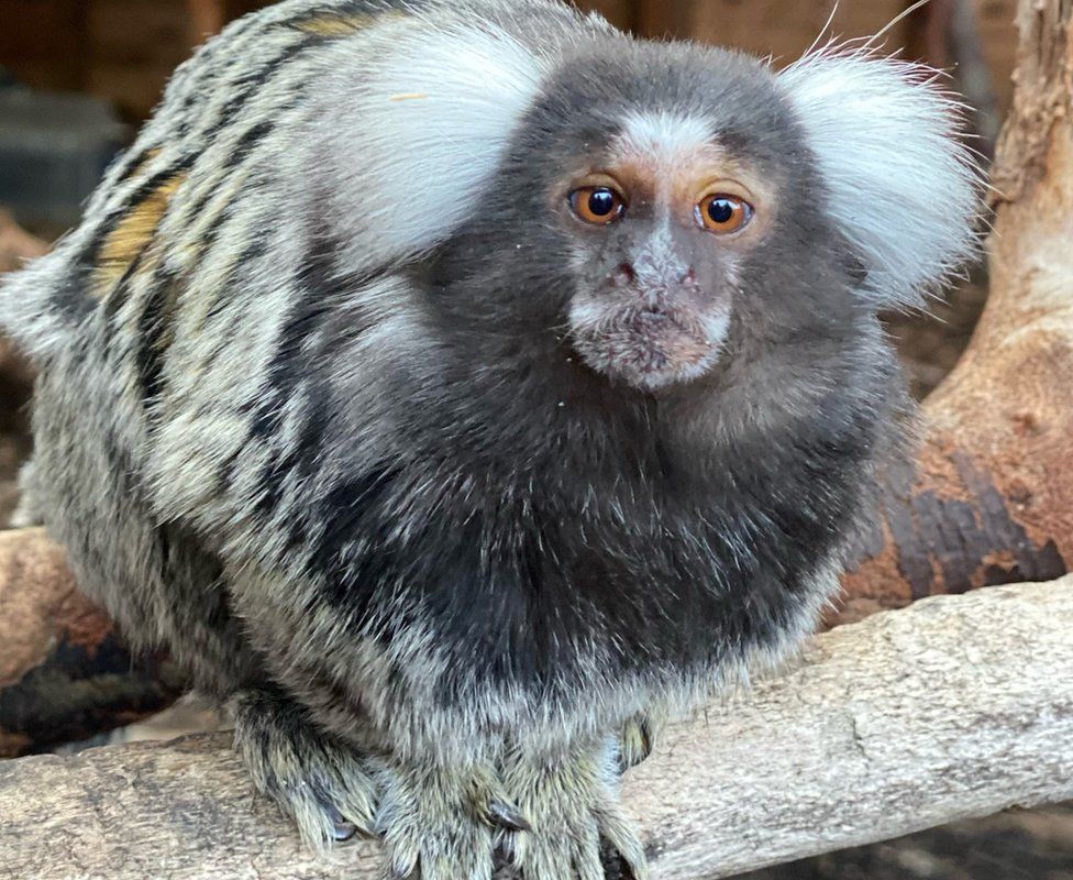 Marmoset at Writtle College