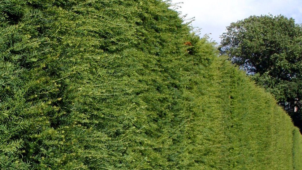 A generic photo of a hedge