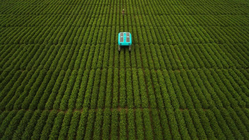 A modern version of the buggy rolls through a huge field of low-height green crops, stretching as far as the eye can see