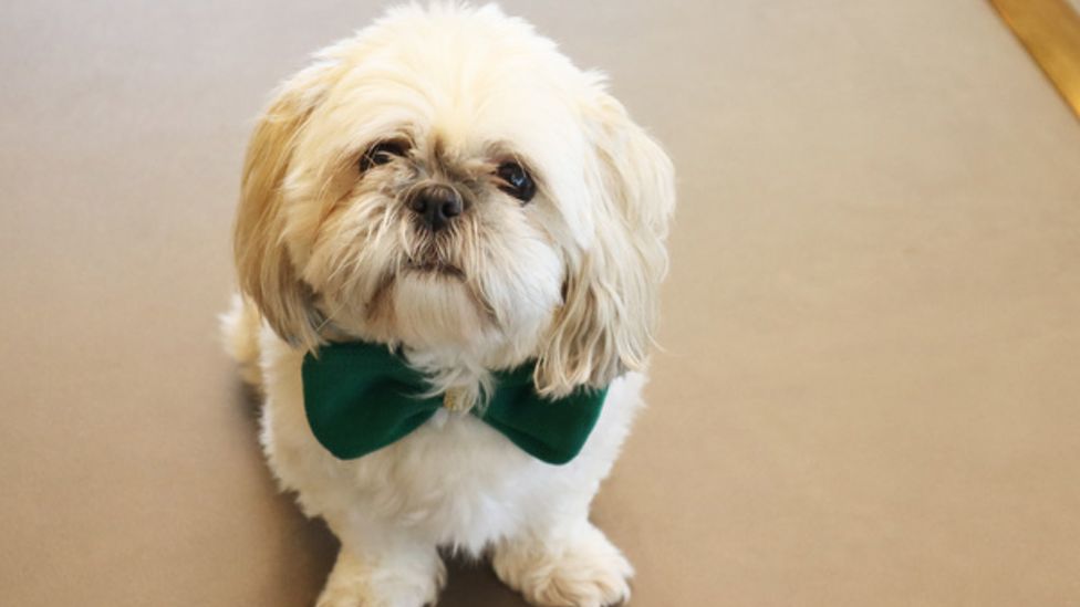 Shih tzu bow tie sale