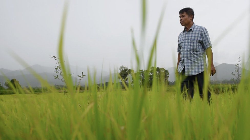 Kriangkrai Techamong in a paddy field