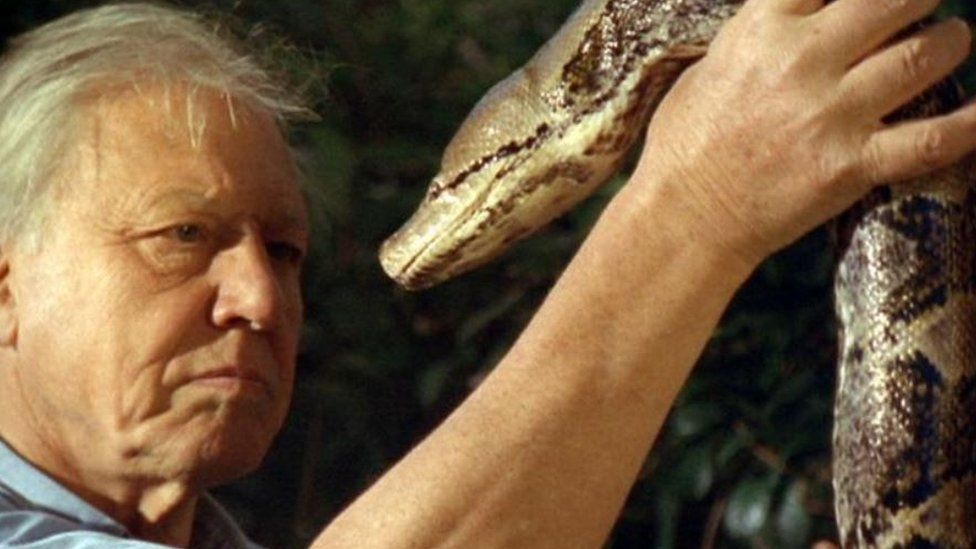 Sir David Attenborough and snake