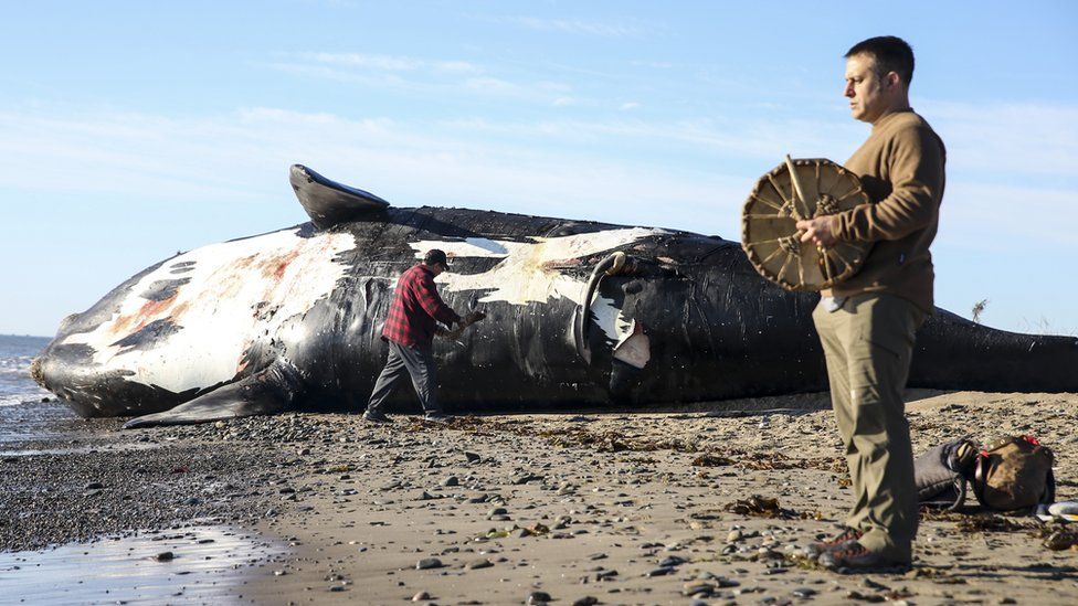 A ceremony is held by the carcass of Wolverine, a North Atlantic right whale, prior to its necropsy.