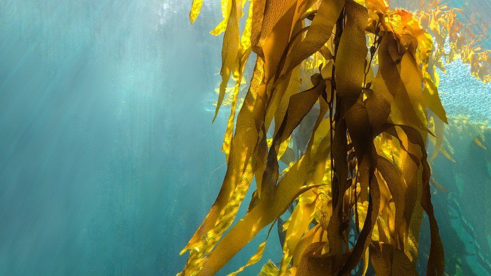 Kelp growing under water