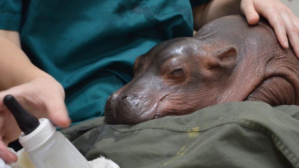 A picture of Fiona the hippo sleeping after a bottle feed