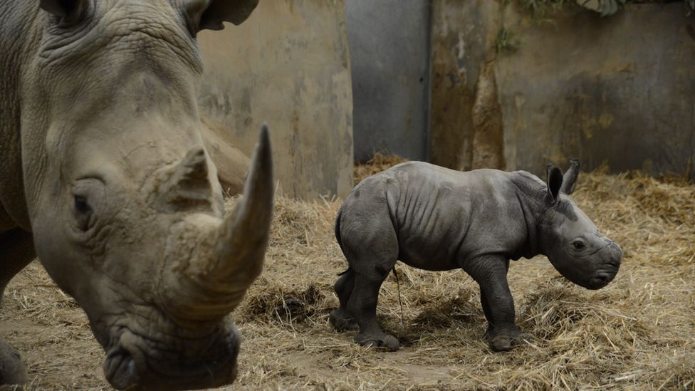 White baby rhino with mother