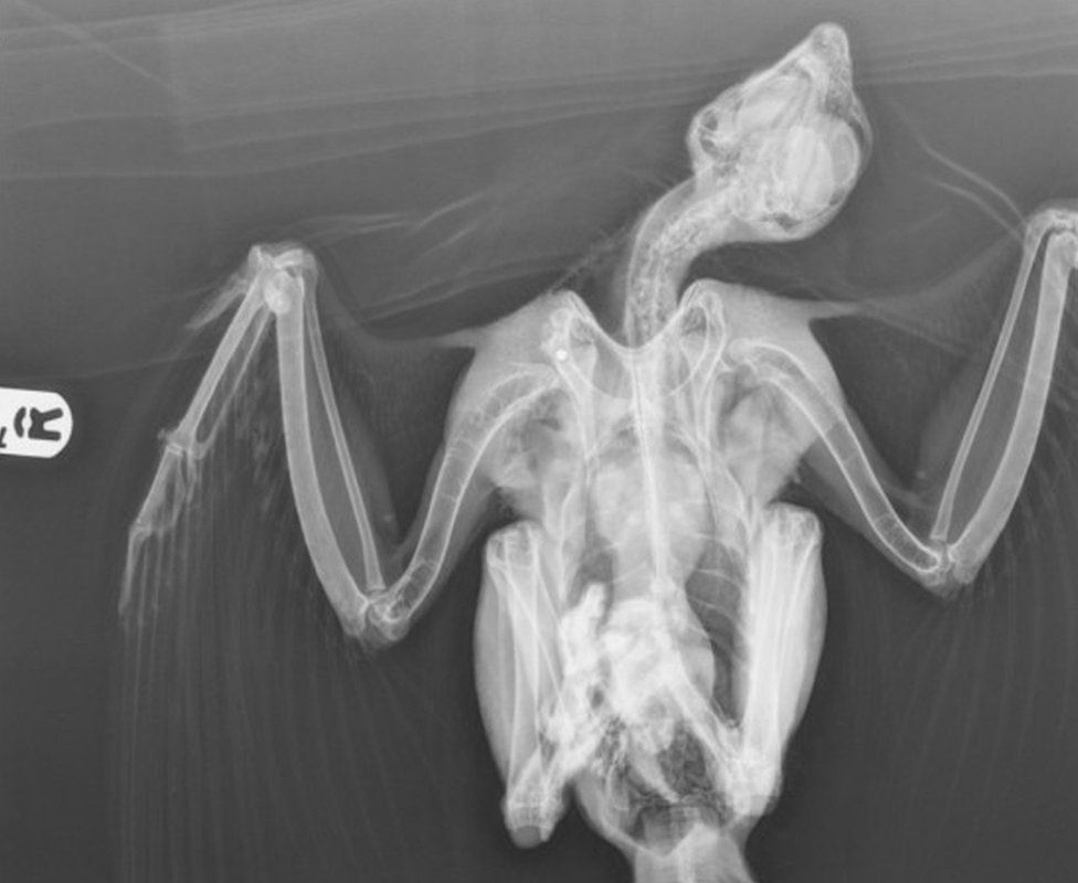 Endangered peregrine falcon shot in Devon, RSPB say BBC News