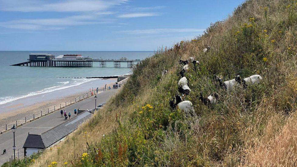 Goats on Cromer cliffs with Cromer Pier in the background
